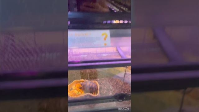 Влог из зоомагазин экзотических животных Panteric🐸🐍🦎