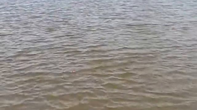 ловля карпа на балонскую удочку, июнь 2013 смотреть онлайн