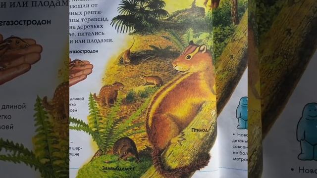 Когда появились млекопитающие? Кто носил своих малышей в кармане? смотреть онлайн