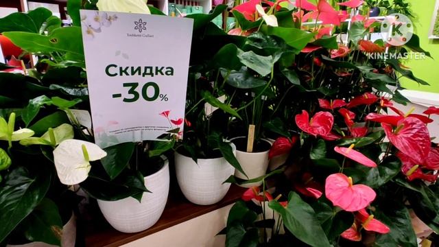 Сколько стоит букет цветов. Букеты от 150 тысяч до 5 миллиона. Бир букет гул нархи.Toshkent gullari смотреть онлайн