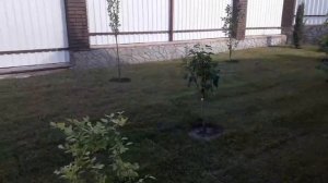 Посадка газона и плодового сада