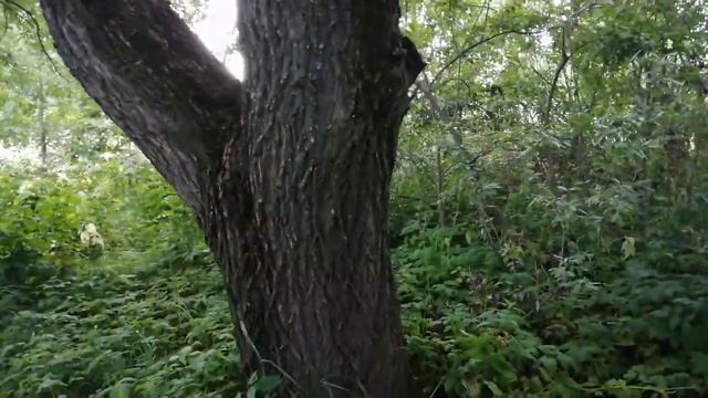 Набор Силы от деревьев смотреть онлайн