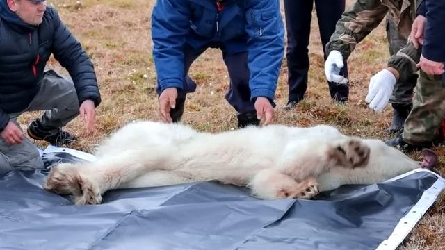 Белый медведь пришел к людям за помощью. Приглядевшись люди обнаружили нечто ужасное! смотреть онлайн