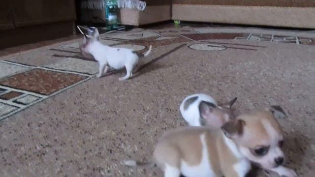 Щенки чихуахуа, 1,5 мес смотреть онлайн