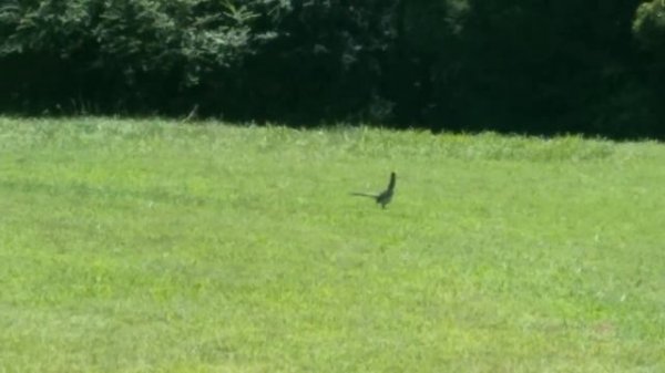 How road runners really run & jump!