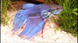 Рыбка петушок, содержание и кормление.