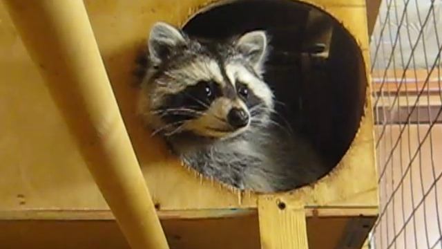 Новый год и офигевший енот. смотреть онлайн
