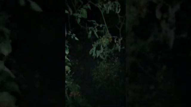 У внучки день рождения смотреть онлайн