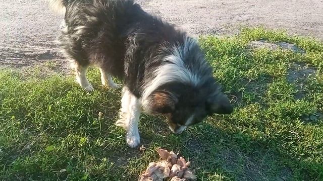 Чудик аппетитно обедает!!! смотреть онлайн