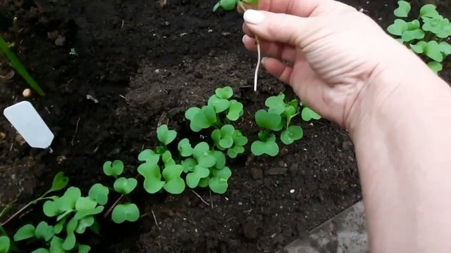 Осторожно с покупными семенами! Можно вырастить совсем не то, что планируешь посеять смотреть онлайн
