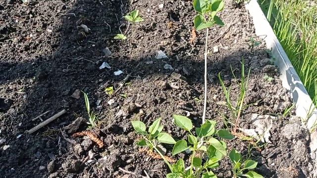 Мы снова на даче.Срезаю цветоносы у ревеня .Поливаем грядки. смотреть онлайн