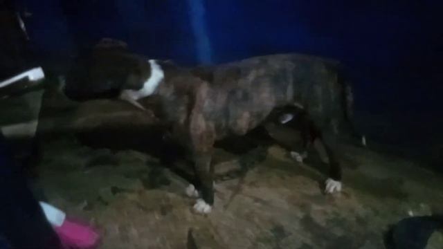 HASIL SILANGAN TERPIT XxX PITBULL ❗ смотреть онлайн