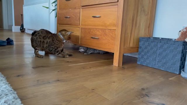 When Milo meets Leo смотреть онлайн