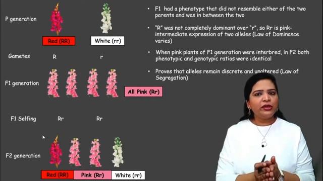 Incomplete Dominance and Codominance (Class 12 Biology) смотреть онлайн