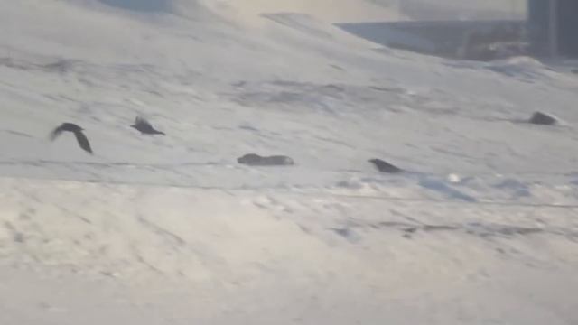 Росомаха из семейства куньих. Что помогает ей в битвах с крупными животными? смотреть онлайн