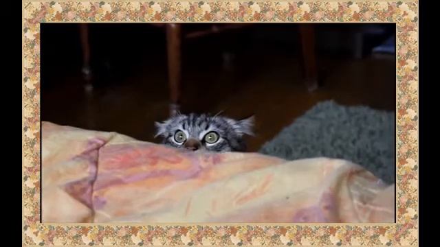 Кошкины игры! Не отвести глаза