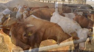 Жомовый откорм бычков на мясо | Мясное животноводство | КРС | Откорм бычков жомом