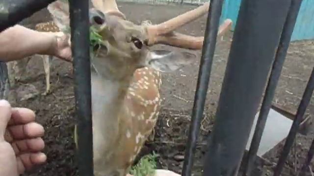 Олень в зоопарке смотреть онлайн