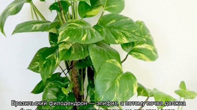 Филодендрон лазящий плющевидный — виды лиан смотреть онлайн