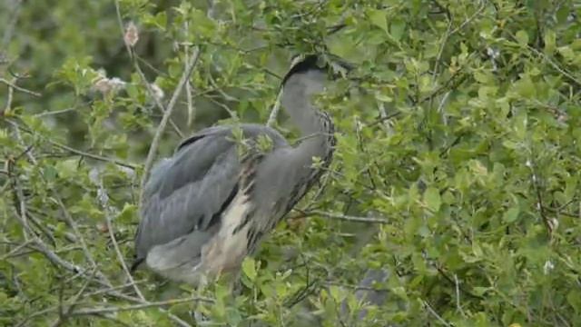 10.5.09 Héron cendré (Ardea cinerea, Grey Heron) смотреть онлайн