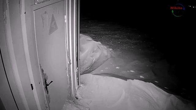 Дикая кошка с коротким хвостом . Wild cat with a short tail смотреть онлайн