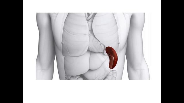 ТЕМА №15 Учение об иммунитете. Неспецифические факторы защиты смотреть онлайн