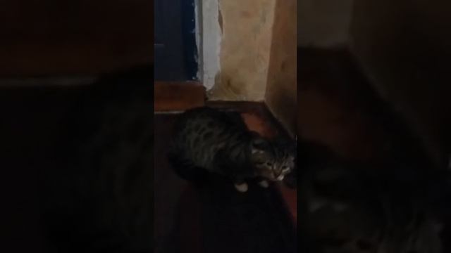 Кот псих смотреть онлайн