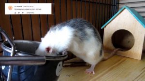 КРЫСА НЕ ИДЕТ НА РУКИ, КРЫСА БОИТСЯ. ПРИРУЧАЕМ ГРЫЗУНА || Ответы на комментарии