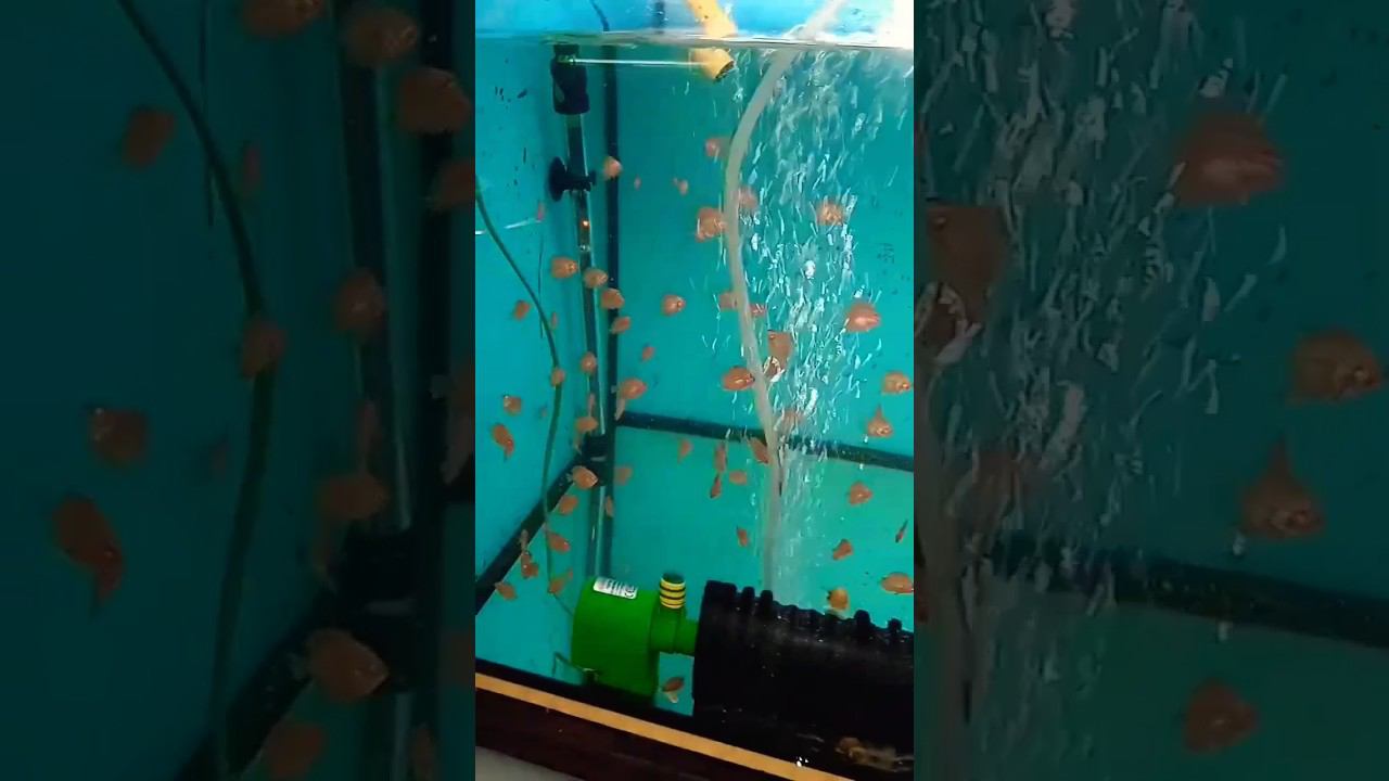 Малышня дискусов растёт, кормим и наблюдаем #aquarium #discus #дискусы #аквариумныерыбки смотреть онлайн