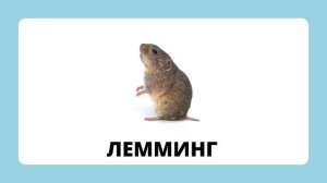 Животные Арктики и Антарктики.mp4