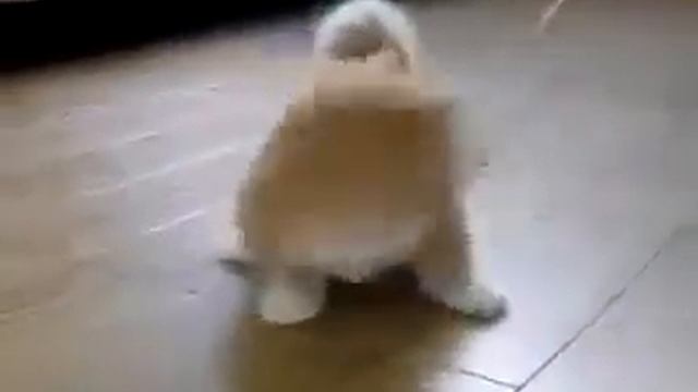 Котенок породы манчкин.Пушистое чудо смотреть онлайн