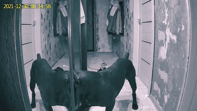 Кане Корсо один дома Камера видеонаблюдения смотреть онлайн