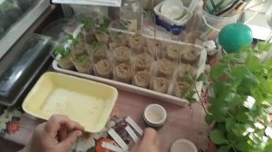 Черенкуем петунию в вермикулит .