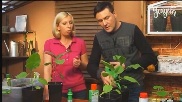 Ремонтные Волшебства