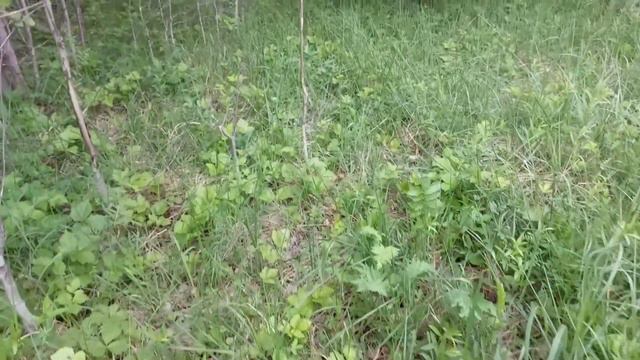 Рыбачим, собираем грибы.Отдых на Родине смотреть онлайн