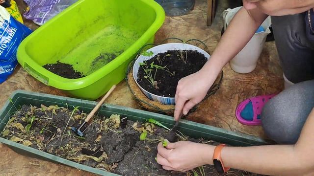 Пересадка пеларгонии/Мои всходы изсемян#сибирь#влог#огород#дача#рассада#садоводство смотреть онлайн