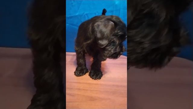 Щенок цвергшнауцер смотреть онлайн