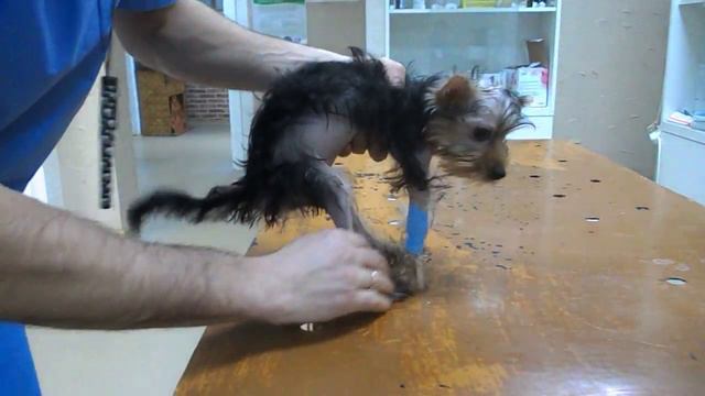 Йорк нестабильность шейного отдела - Ветеринарная клиника "Добрый Доктор" смотреть онлайн