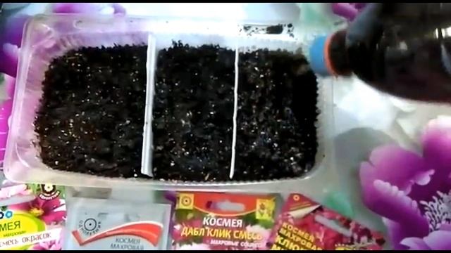 Махровая космея - выращиваем из семян.. Зачем я сею ее на рассаду?? смотреть онлайн