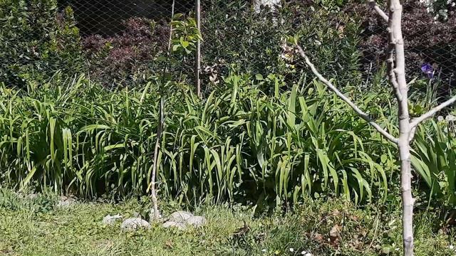 ПРОВЕРИЛИ НОВУЮ ДУХОВКУ🙈ДОКУПИЛИ ДЛЯ КУХНИ😁👍ВОСКРЕСНЫЙ ТАКОЙ ВЛОГ🤣ГАЛИНКА ИТАЛИЯ⚘🇮🇹 смотреть онлайн