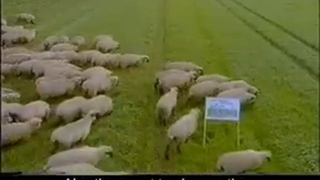 Sheep prefer PLOCHER slurry смотреть онлайн