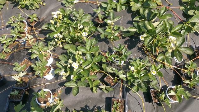 Китайский сорт Фенг Сянг. Начинается вторая волна плодоношения. смотреть онлайн