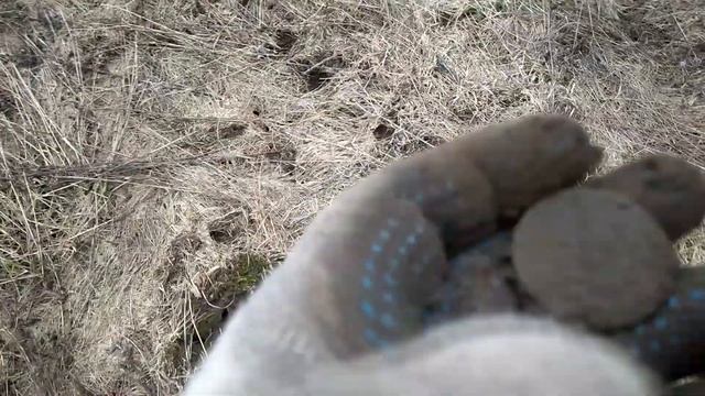 2 коп сезона с Minelab Equinox 600