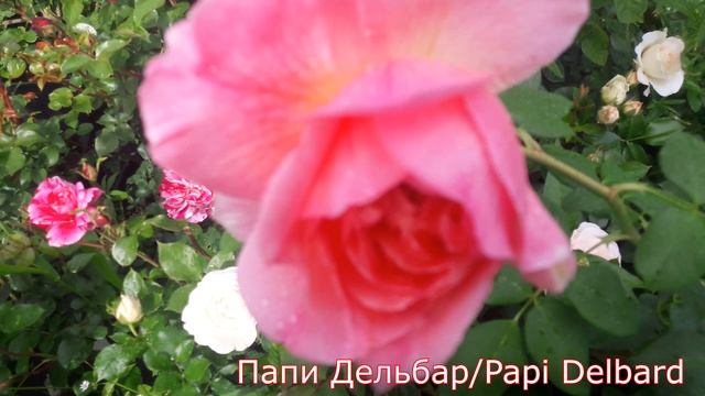 Papi Delbar (Папи Дельбар) Плетистые розы - питомник роз "Розы от Татьяны" смотреть онлайн