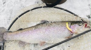 ПЕРВЫЙ ЛЕД Форель клюет на резину Подводные съемки