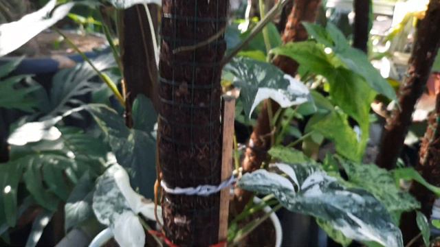 SYNGONIUM INI BIKIN BAPER смотреть онлайн