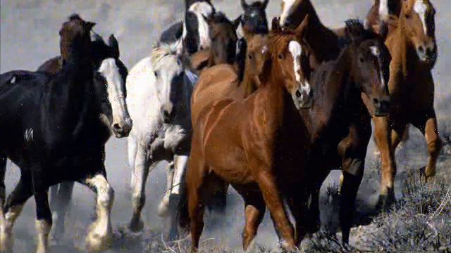 Домашние лошади / Home's horses смотреть онлайн