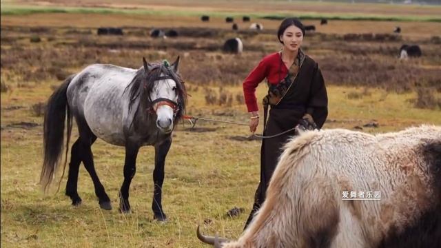 Charming Tibetan girl，classic and beautiful Tibetan song "Fairy in the Sky" смотреть онлайн