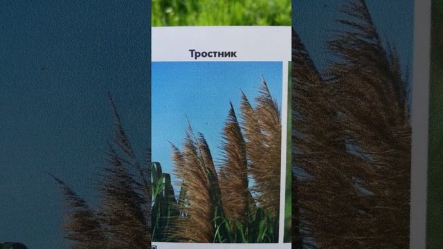 рогоз, тростник и камыш. не перепутайте!) смотреть онлайн