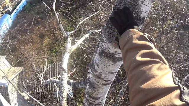 Спилили БОЛЬШУЮ БЕРЁЗУ! | Как правильно спилить большое дерево ?! смотреть онлайн